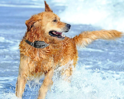 Fjärrstyrd hundträningshalsband